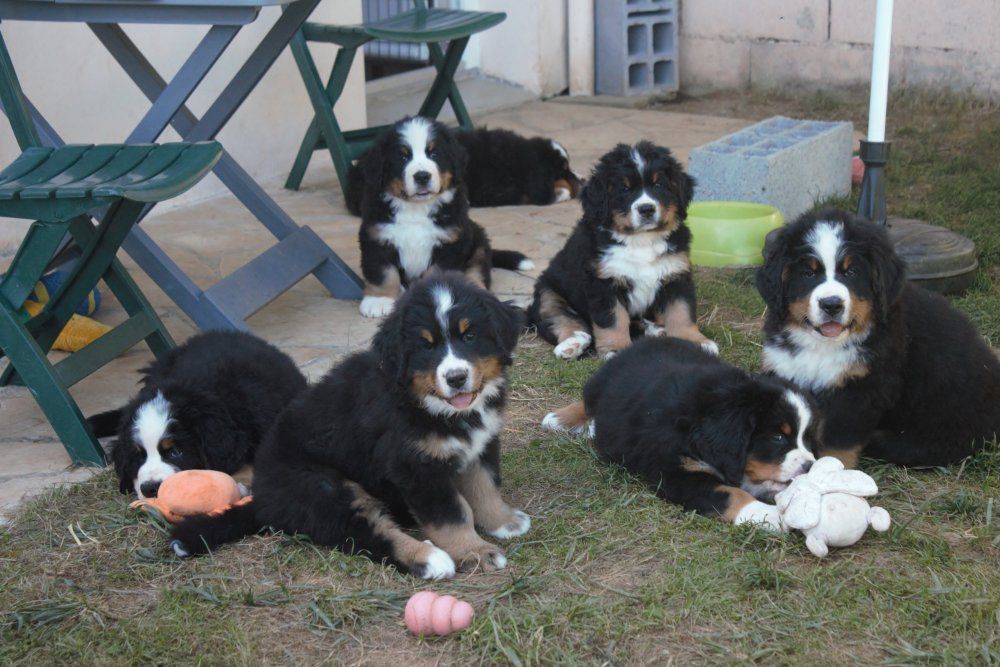 chiot Bouvier Bernois Des Bb D'Oural