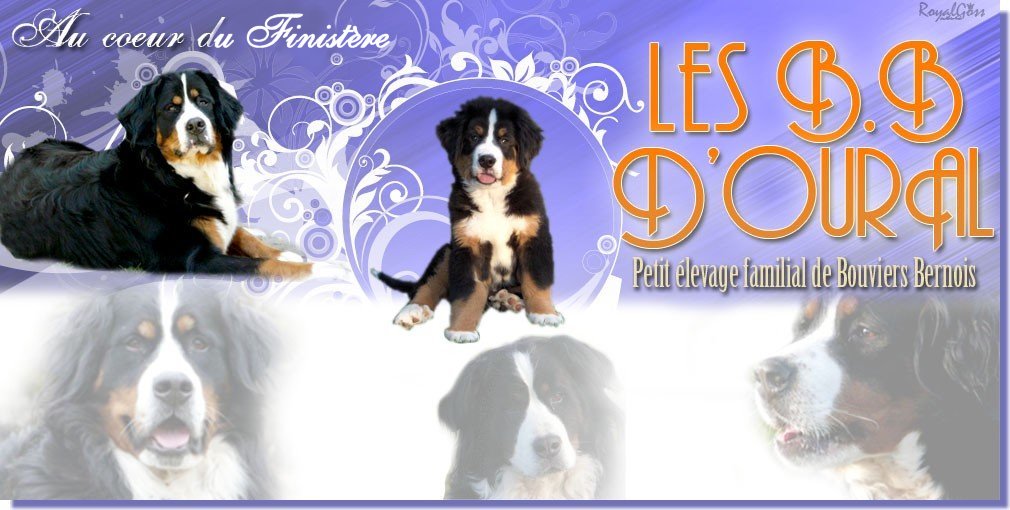 Des Bb D'Oural